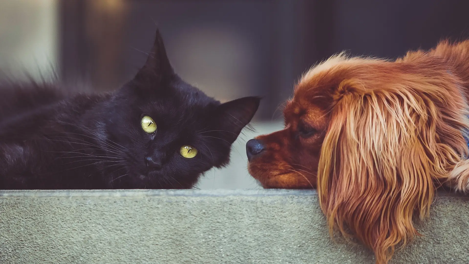 Un gato y un perro