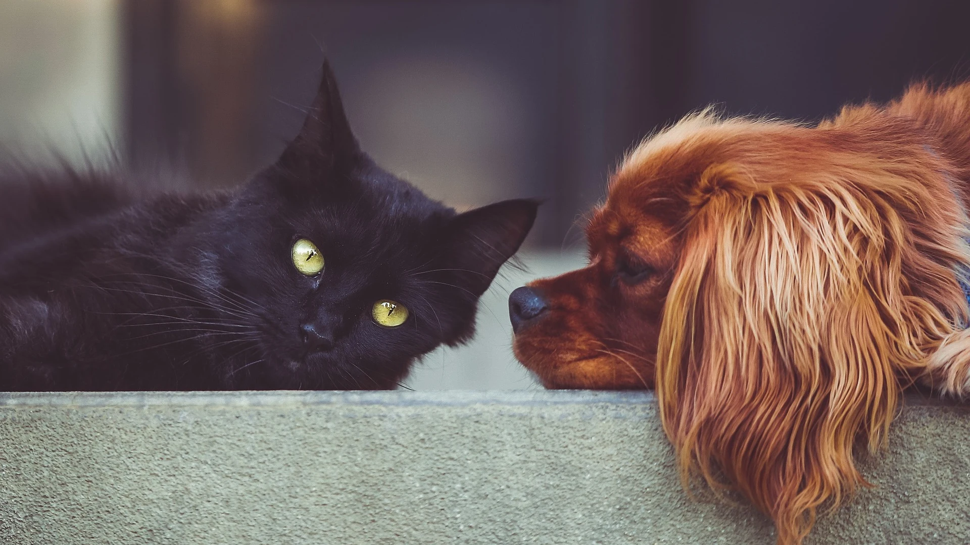 Un gato y un perro Un gato y un perro