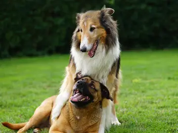 Los propietarios de perros deberán hacer un curso, salvo los de caza y ganadería Los propietarios de perros deberán hacer un curso, salvo los de caza y ganadería
