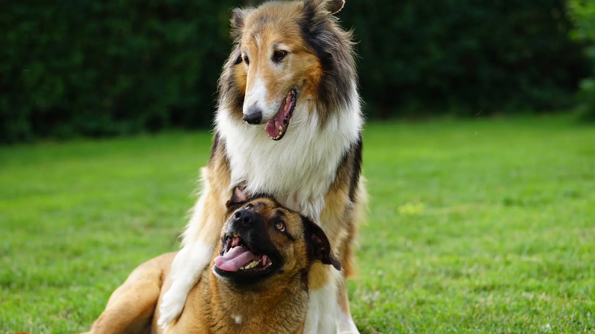 Los propietarios de perros deberán hacer un curso, salvo los de caza y ganadería Los propietarios de perros deberán hacer un curso, salvo los de caza y ganadería