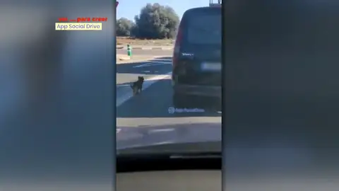 Abandona a su mascota. Abandona a su mascota.