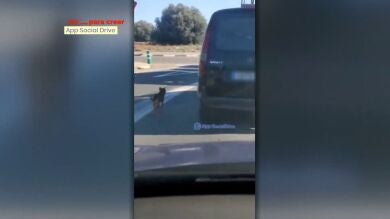 Cazan a un conductor abandonando a su perro en medio de la carretera mientras el animal le sigue