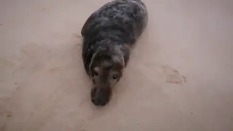 foca Doñana foca Doñana