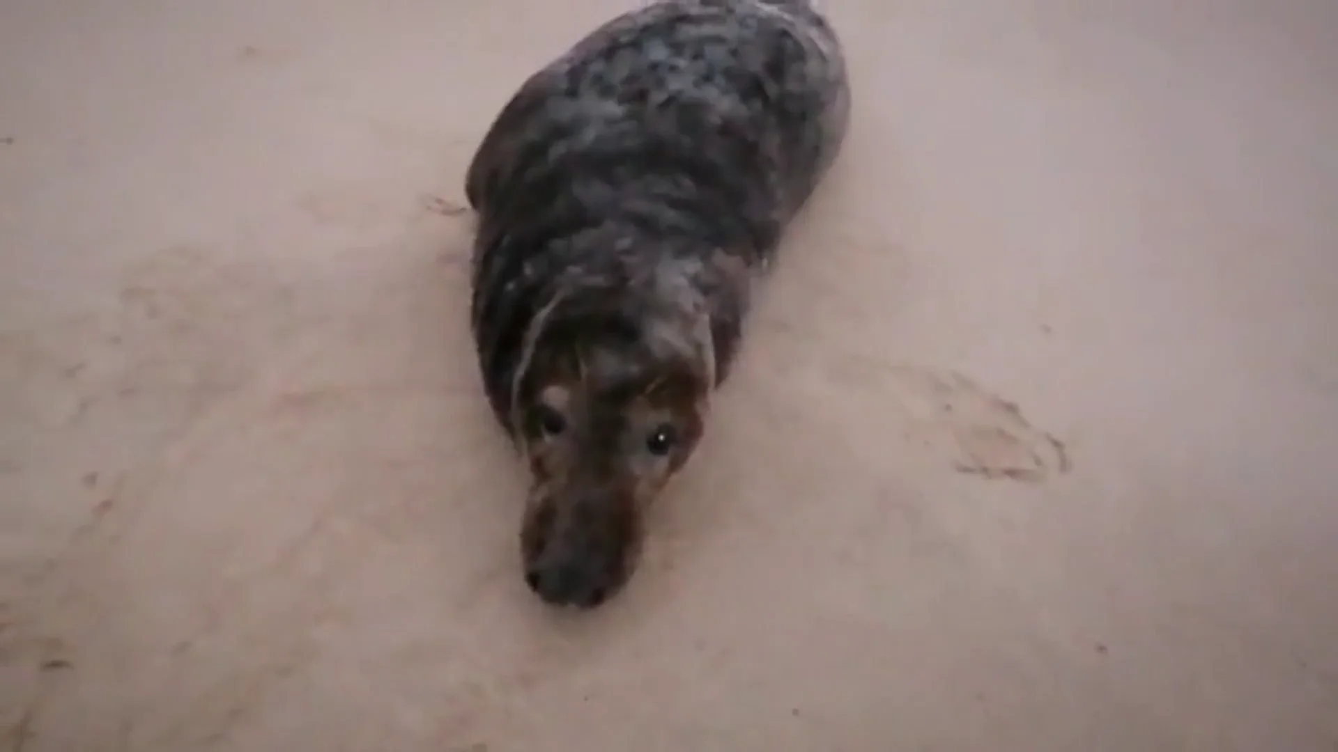 foca Doñana foca Doñana