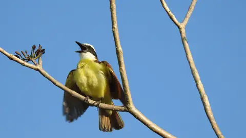 Pájaro Pájaro