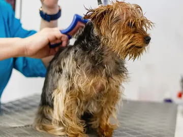 Limpieza de mascotas Limpieza de mascotas