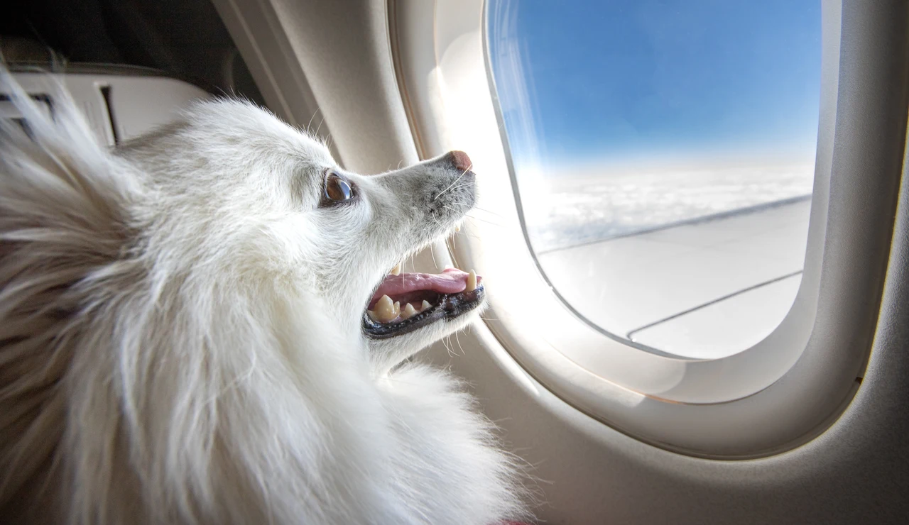 Perro viajando en avión