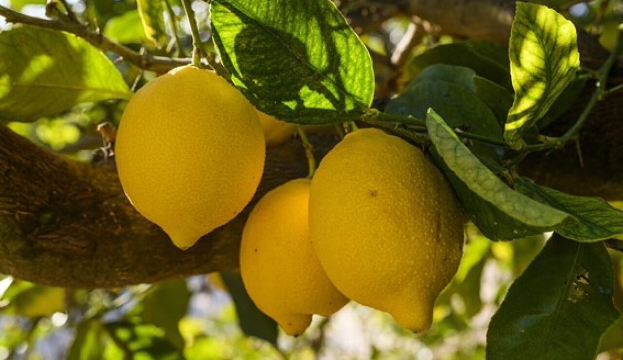 No son todos iguales: el rasgo del limón cultivado en Europa que marca la diferencia
