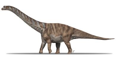 Encuentran vértebras de un dinosaurio saurópodo en la sierra de la Demanda en Burgos