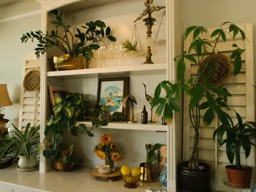 Estantería repleta de plantas Estantería repleta de plantas