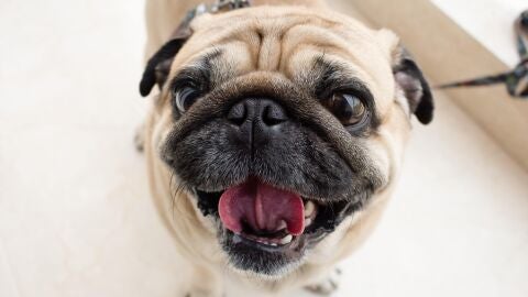 Los carlinos son perros braquicéfalos.