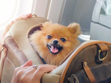 Perro dentro de una bolsa para viajes. 