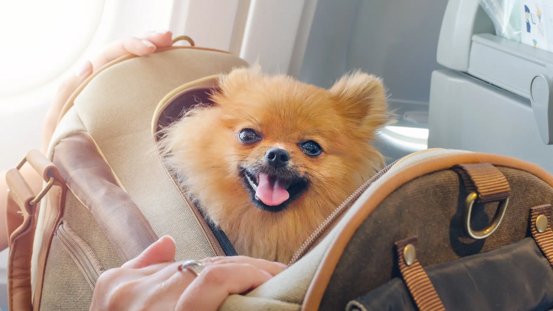 Perro dentro de una bolsa para viajes.