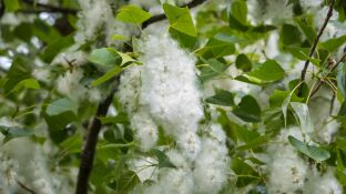 Se preven niveles de polen altos durante la primavera pero un verano con valores normales