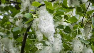 Se preven niveles de polen altos durante la primavera pero un verano con valores normales Se preven niveles de polen altos durante la primavera pero un verano con valores normales