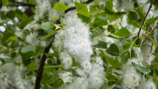 Se preven niveles de polen altos durante la primavera pero un verano con valores normales