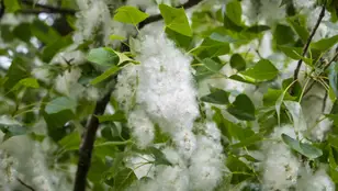 Se preven niveles de polen altos durante la primavera pero un verano con valores normales