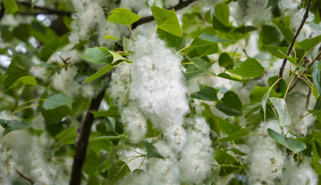 Se preven niveles de polen altos durante la primavera pero un verano con valores normales