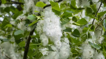 Se preven niveles de polen altos durante la primavera pero un verano con valores normales Se preven niveles de polen altos durante la primavera pero un verano con valores normales
