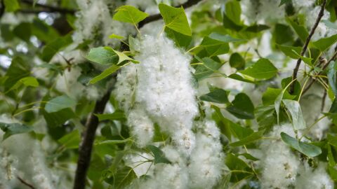 Se preven niveles de polen altos durante la primavera pero un verano con valores normales