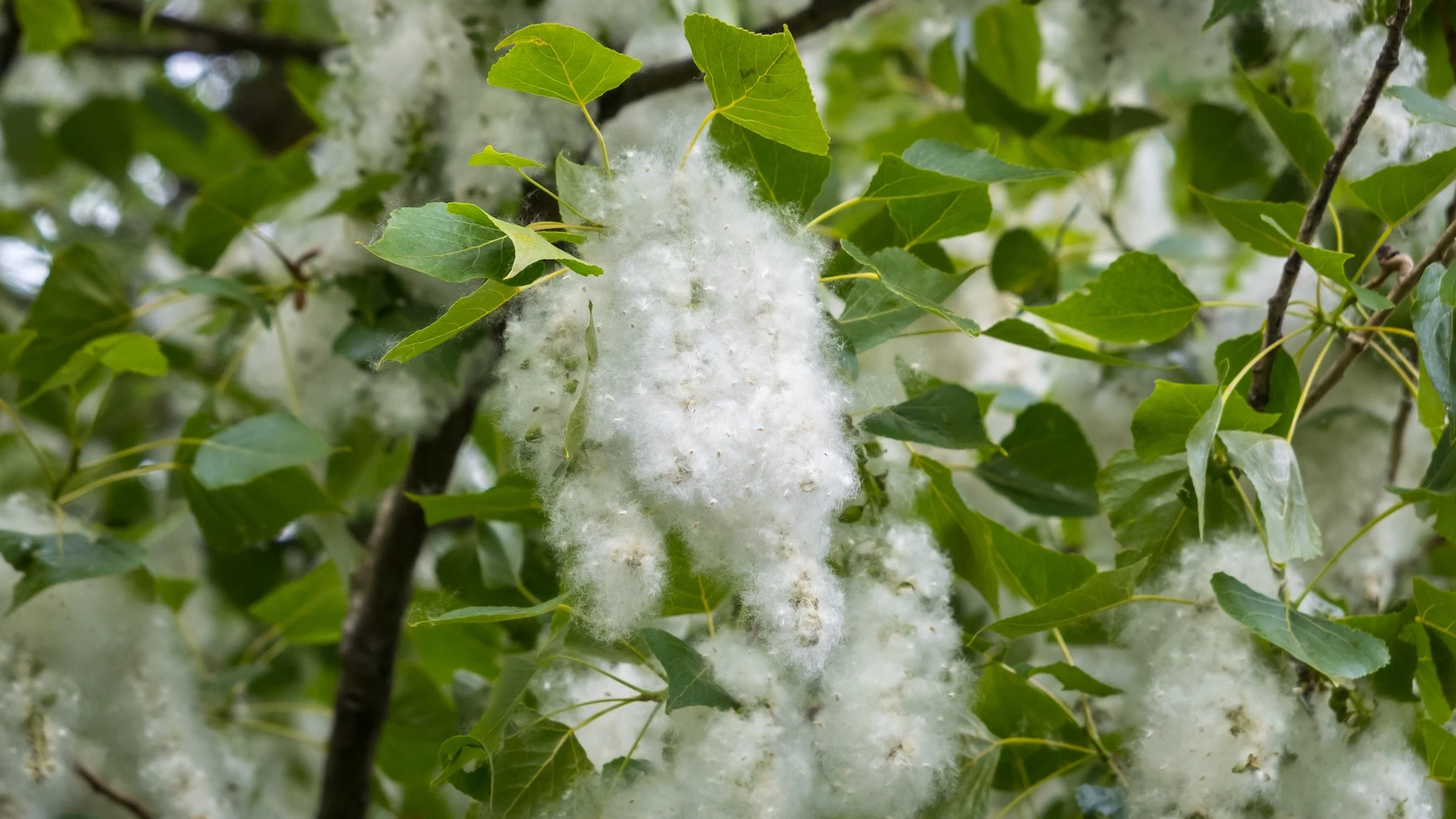 Se preven niveles de polen altos durante la primavera pero un verano con valores normales Se preven niveles de polen altos durante la primavera pero un verano con valores normales