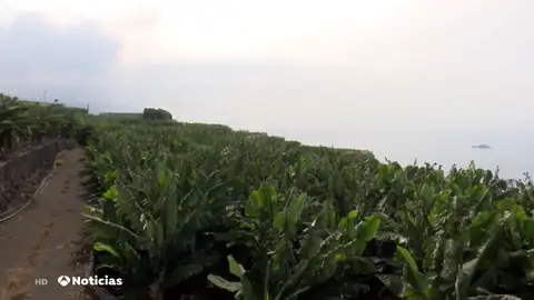 La recuperación del plátano en La Palma La recuperación del plátano en La Palma