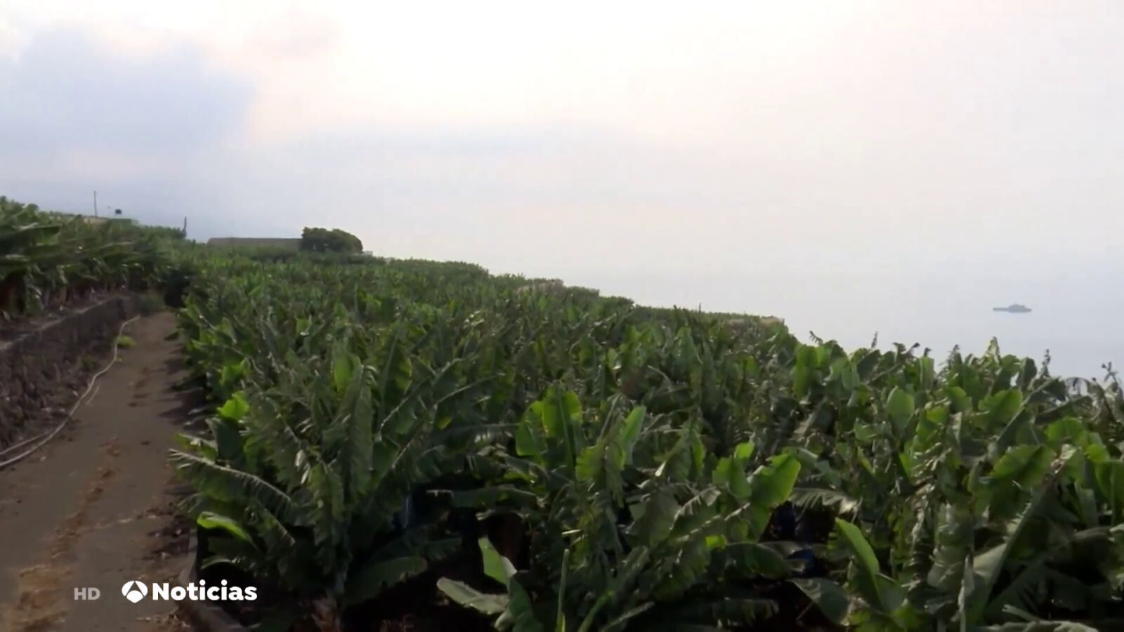 La recuperación del plátano en La Palma se estanca: 