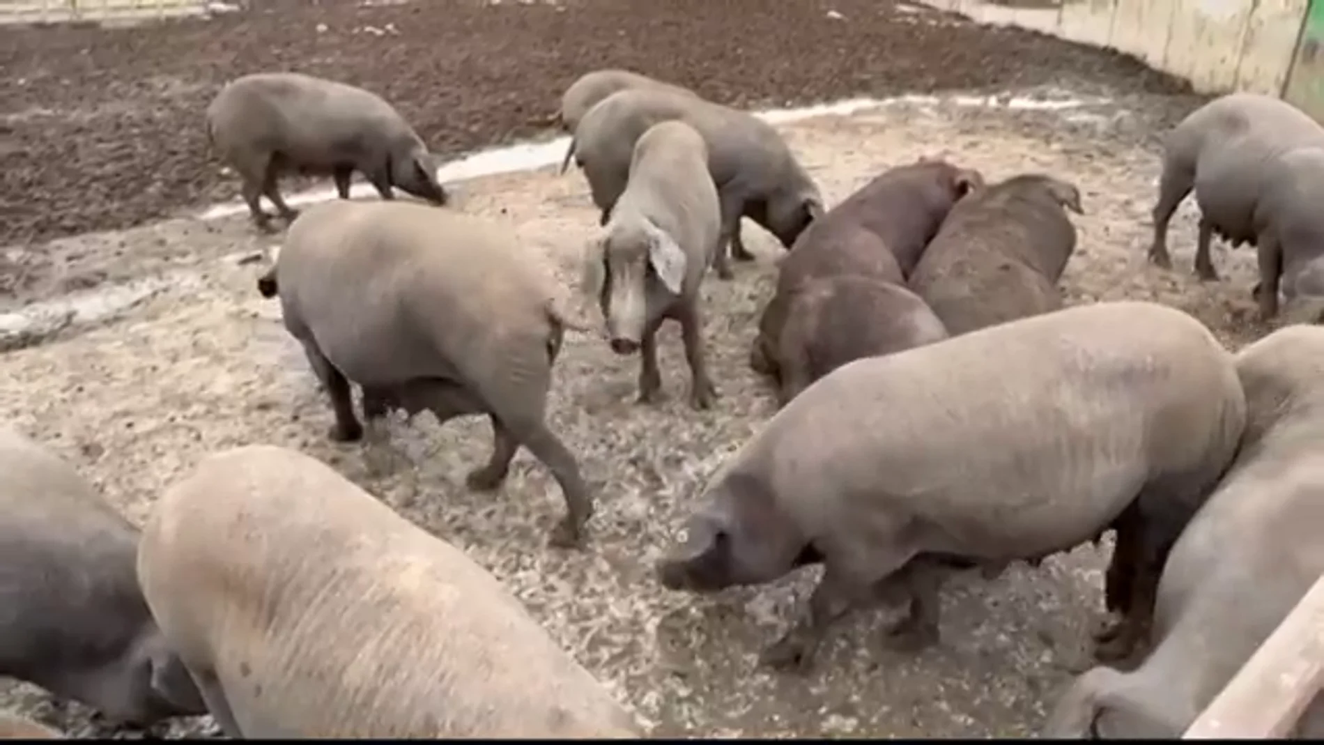 Canibalismo entre cerdos ante la falta de pienso por la huelga de transporte