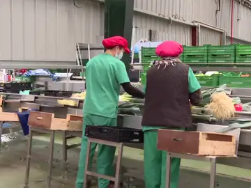 Los hortelanos de Conil empiezan a destruir las cosechas de apio que no van a poder vender