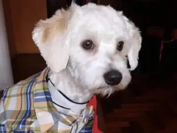 El perro Luno El perro Luno