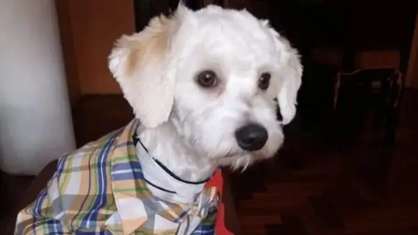 El perro Luno