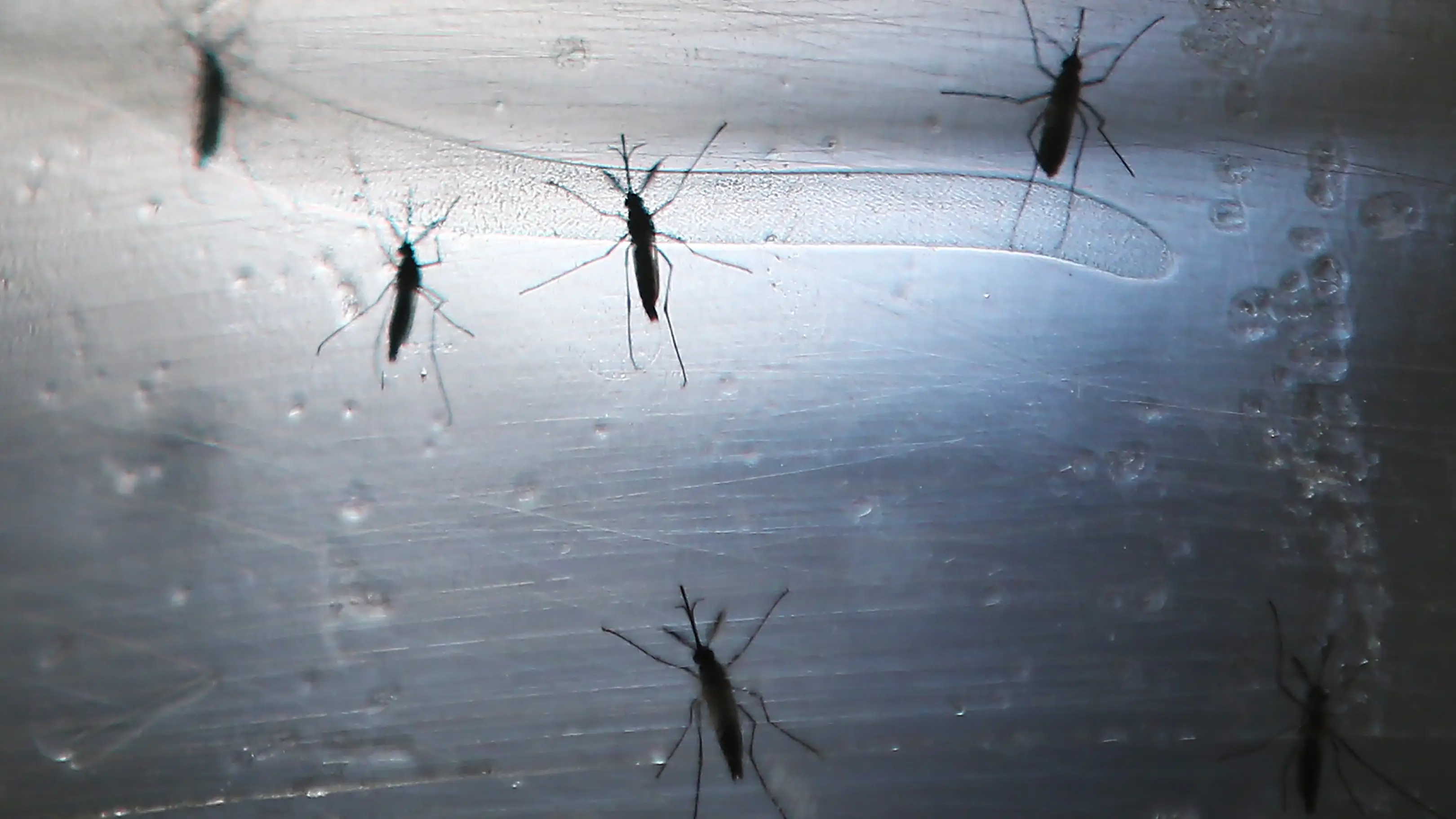 Alerta en Canarias por la detecci&oacute;n de larvas del mosquito de la fiebre amarilla