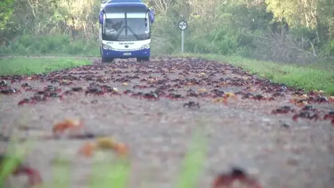 INVASIÓN DE CANGREJOS INVASIÓN DE CANGREJOS