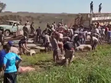 Las inéditas imágenes del saqueo de cerdos tras volcar un camión que los transportaba en Argentina