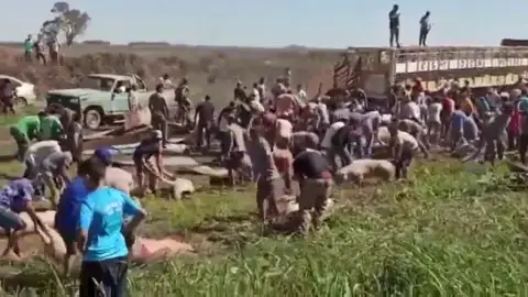 Las inéditas imágenes del saqueo de cerdos tras volcar un camión que los transportaba en Argentina Las inéditas imágenes del saqueo de cerdos tras volcar un camión que los transportaba en Argentina