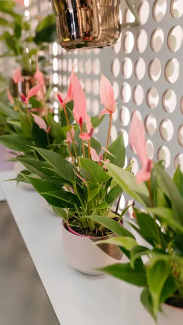 Spatifilium Spatifilium