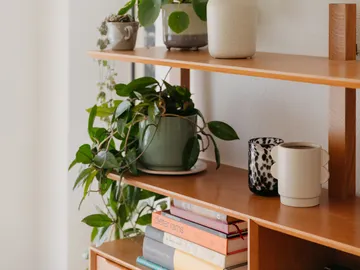 Plantas de interior Plantas de interior