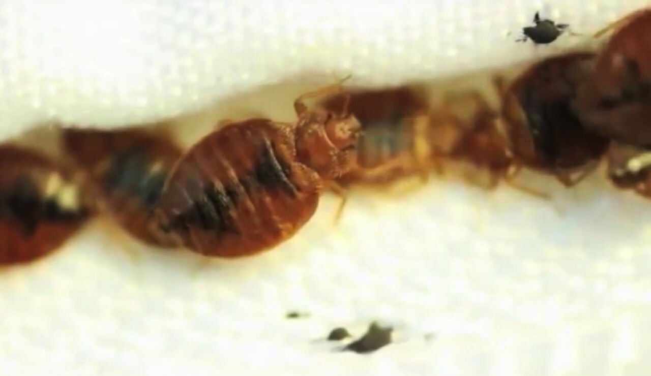 Plaga de chinches apestosas en Moratalaz, Madrid