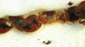 Plaga de chinches apestosas en Moratalaz, Madrid