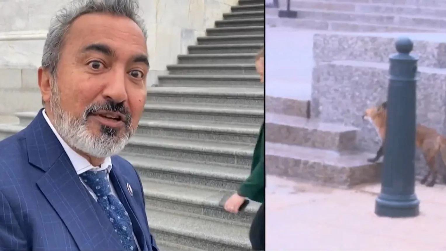 El congresista atacado por un zorro El congresista atacado por un zorro