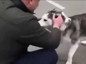 El reencuentro entre una perra y su dueño