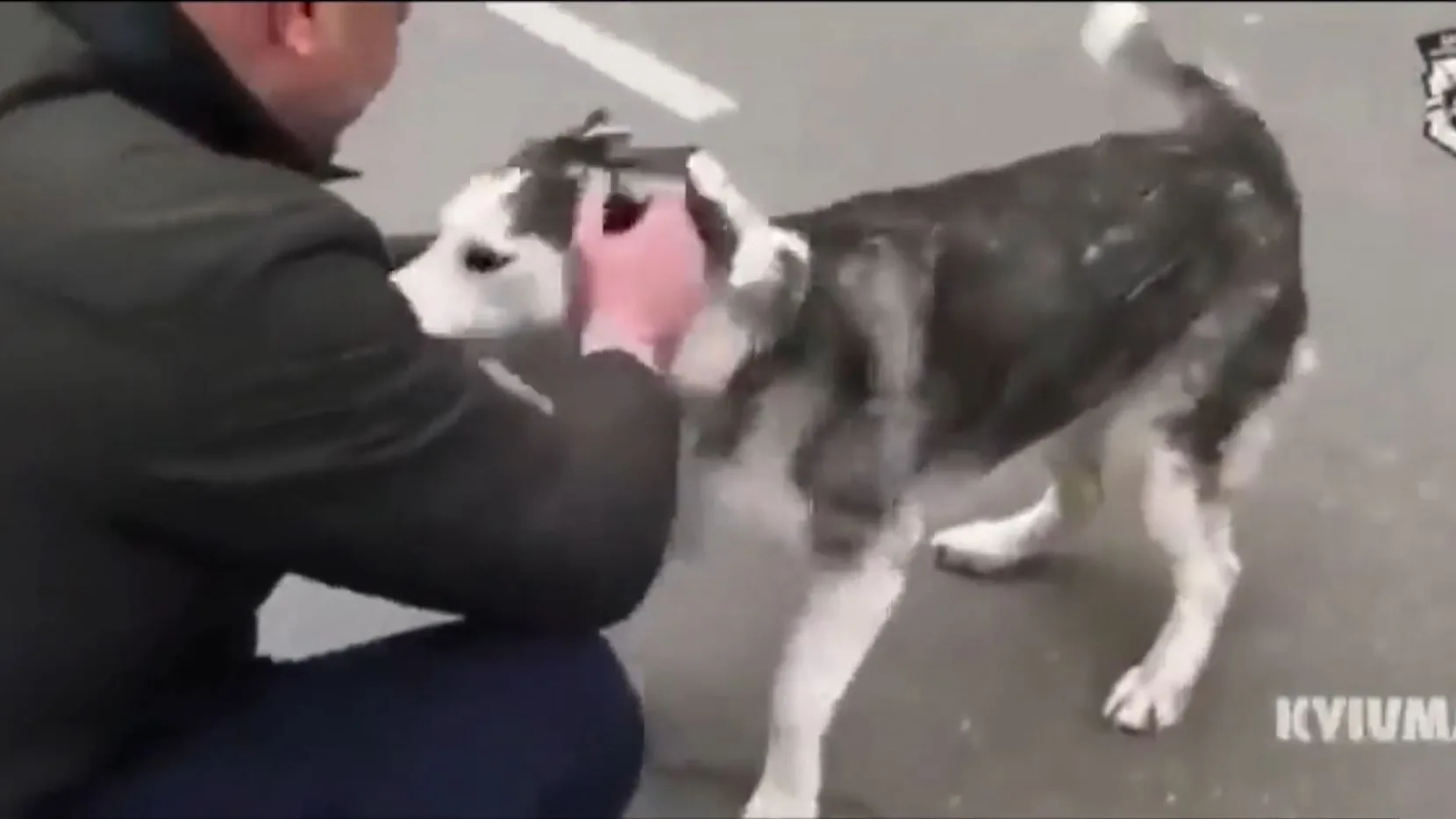 El reencuentro entre una perra y su dueño El reencuentro entre una perra y su dueño
