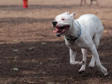 Perro corriendo Perro corriendo