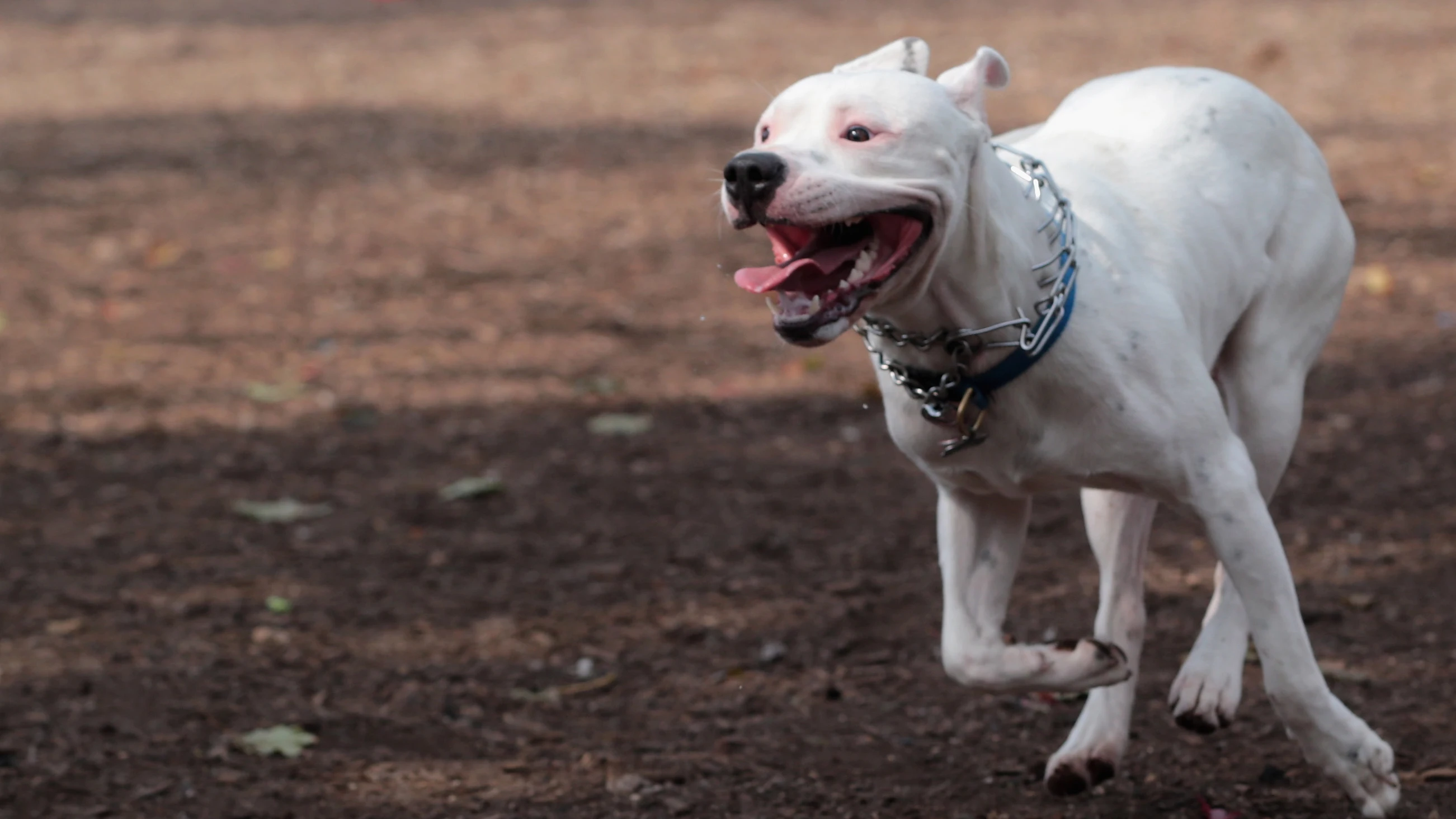 Perro corriendo Perro corriendo