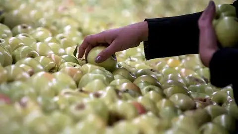 Imagen de archivo de una persona recogiendo manzanas Imagen de archivo de una persona recogiendo manzanas