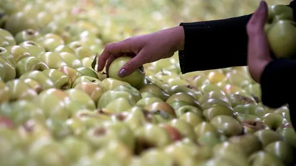 Imagen de archivo de una persona recogiendo manzanas