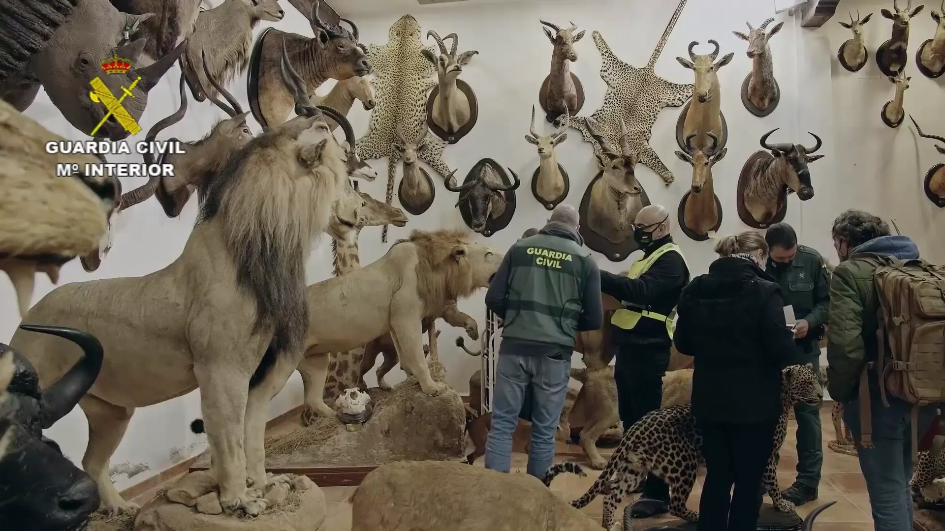Encuentran más de mil animales disecados en el mayor hallazgo de especies protegidas a nivel nacional Encuentran más de mil animales disecados en el mayor hallazgo de especies protegidas a nivel nacional