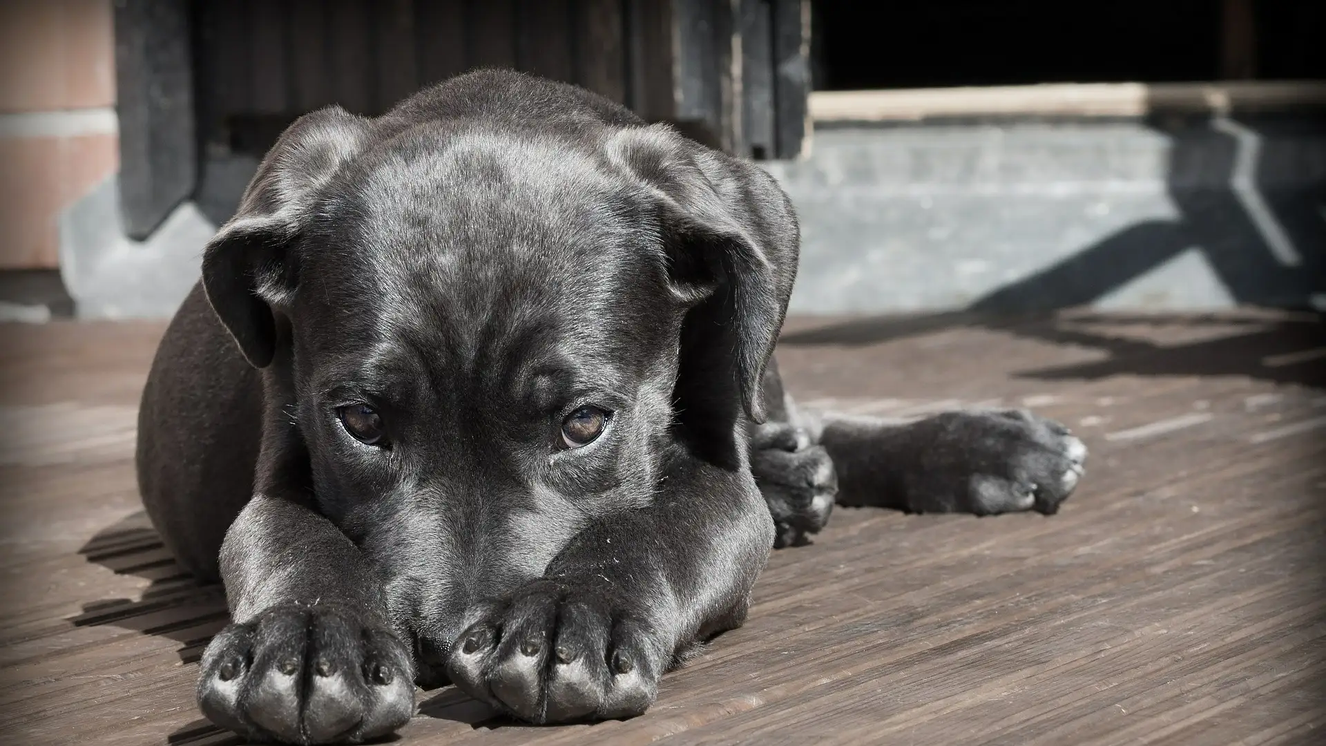 Un perro salva a su dueña de morir a manos de su expareja en Bolivia Un perro salva a su dueña de morir a manos de su expareja en Bolivia