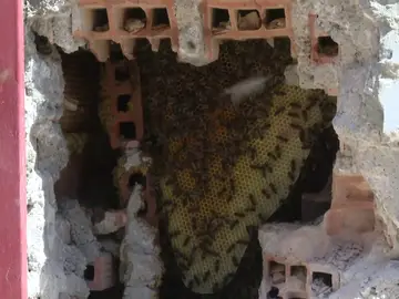 Retiran un enjambre de 150.000 abejas en un convento en Granada