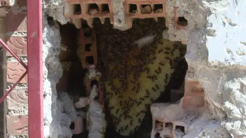 Retiran un enjambre de 150.000 abejas en un convento en Granada Retiran un enjambre de 150.000 abejas en un convento en Granada